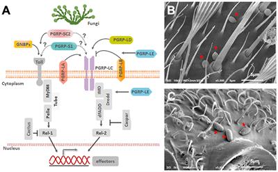 Peptidoglycan Recognition Proteins (PGRPs) Modulates Mosquito Resistance to Fungal Entomopathogens in a Fungal-Strain Specific Manner